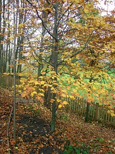 autumn-leaves-1